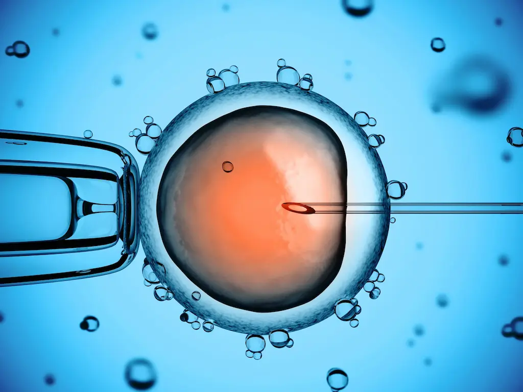 ¿Qué esperar en el primer ciclo de fertilización in vitro?